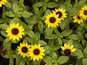 Sanvit�lie, vit�lka